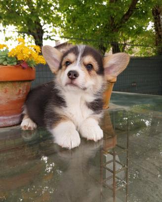 Cuccioli corgi pembroke