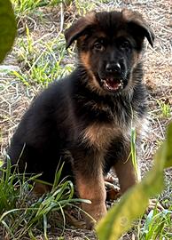 Cucciola di Pastore Tedesco