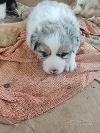 Cuccioli di pastore australiano Aussie
