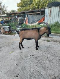 Capra maschio