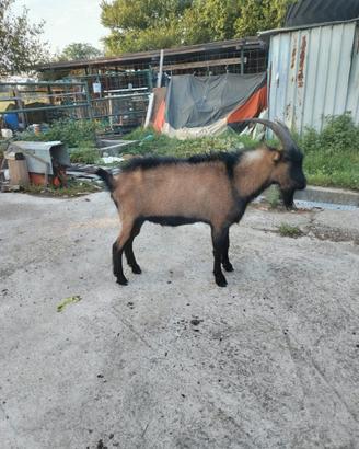 Capra maschio