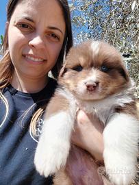 Pastore Australiano Pedigree