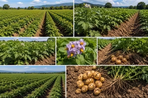 TERRENO 