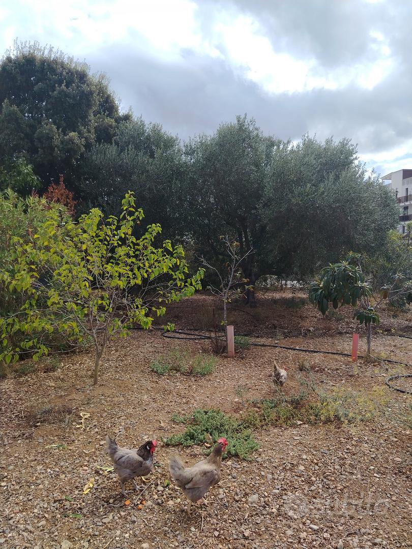 Terreno Is Forreddus - Vista 3