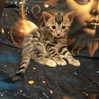 Meravigliosi feminucce Bengala