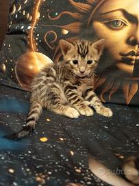 Meravigliosi feminucce Bengala