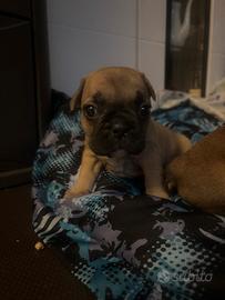 Bulldog francese