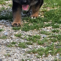 Pastore tedesco 70 giorni