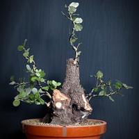 Leccio (Quercus ilex)