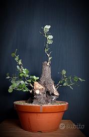 Leccio (Quercus ilex)