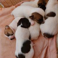 Cuccioli Jack russell