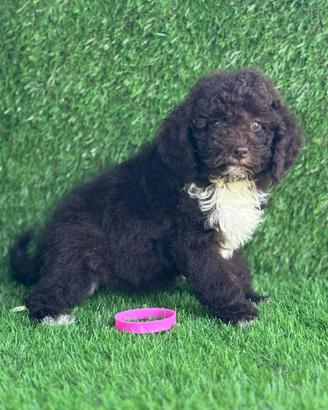 Lagotto romagnolo