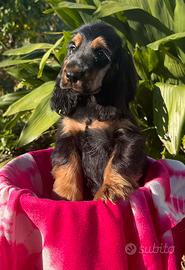 Cuccioli cocker spaniel inglese