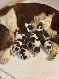 Cuccioli Springer Spaniel