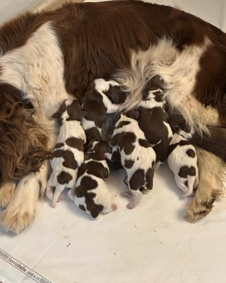 Cuccioli Springer Spaniel