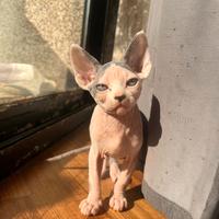 Sphynx