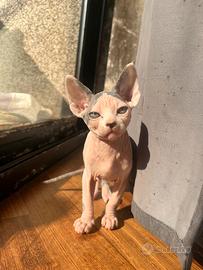 Sphynx