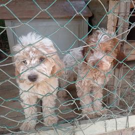 cuccioli da tartufo.