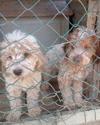 cuccioli da tartufo.