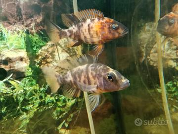 Ciclidi Aulonocara del lago Malawi
