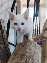 Maine coon
