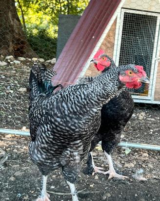 Gallo marans