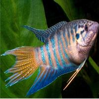 Pesci acquario Macropodus