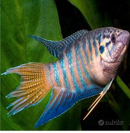 Pesci acquario Macropodus