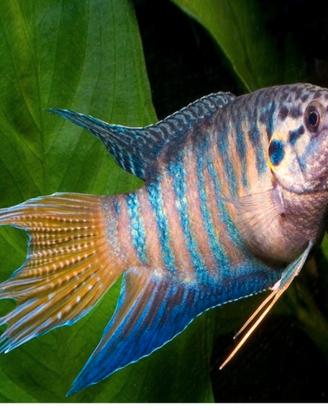 Pesci acquario Macropodus