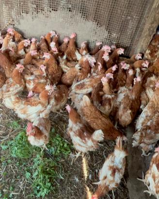 Galline