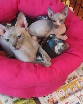 Cucciolo di Sphynx