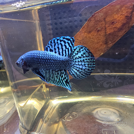 I wild betta con coda chitarra