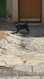 Rottweiler