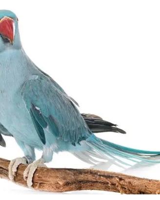 Parrocchetto dal collare blu