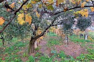 Terreno agricolo con capanni a Sant'Andrea in Besa