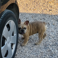 Bulldog francese