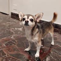 Vendita chihuahua a pelo corto