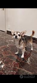 Vendita chihuahua a pelo corto