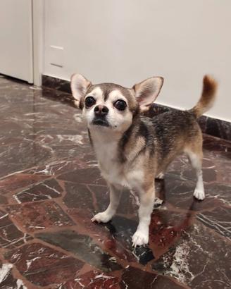 Vendita chihuahua a pelo corto