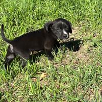 Cuccioli di cane
