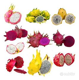 Lotto Set 10 talee frutto del drago pitaya talea