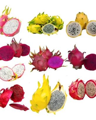 Lotto Set 10 talee frutto del drago pitaya talea