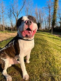 Cane per accoppiamento