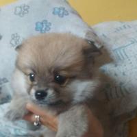 Cuccioli di spitz Pomerania toy anche x natale