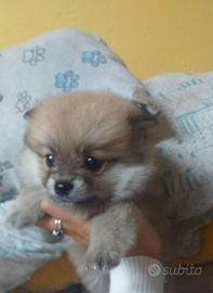 Cuccioli di spitz Pomerania toy anche x natale