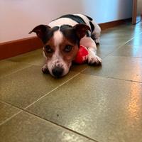 Jack Russell terrier maschio per accoppiamento