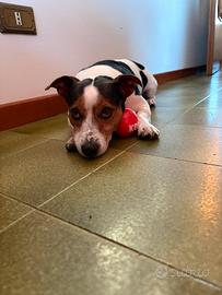 Jack Russell terrier maschio per accoppiamento