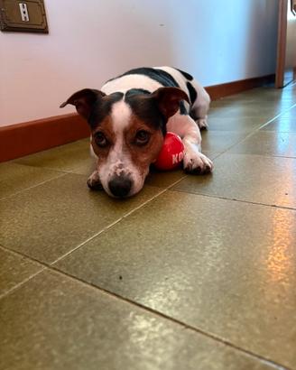 Jack Russell terrier maschio per accoppiamento
