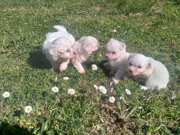Cuccioli di Maltese toy