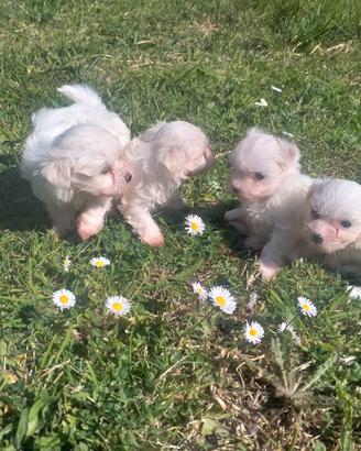 Cuccioli di Maltese toy